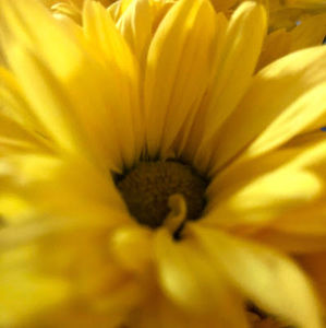 Meet your Posher, Dori